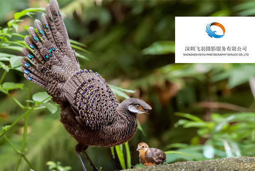 深圳網站建設案例(飛羽生態攝影文化傳媒（深圳）有限公司)